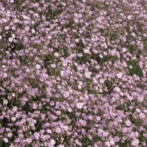Festival Pink Baby's Breath